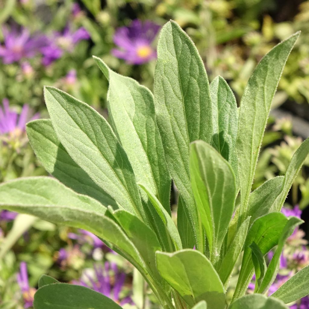 Aster amellus Veilchenkönigin Violet Queen - Aster d'automne