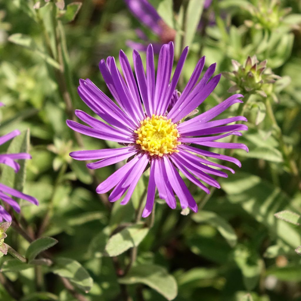 Aster amellus Veilchenkönigin Violet Queen - Aster d'automne