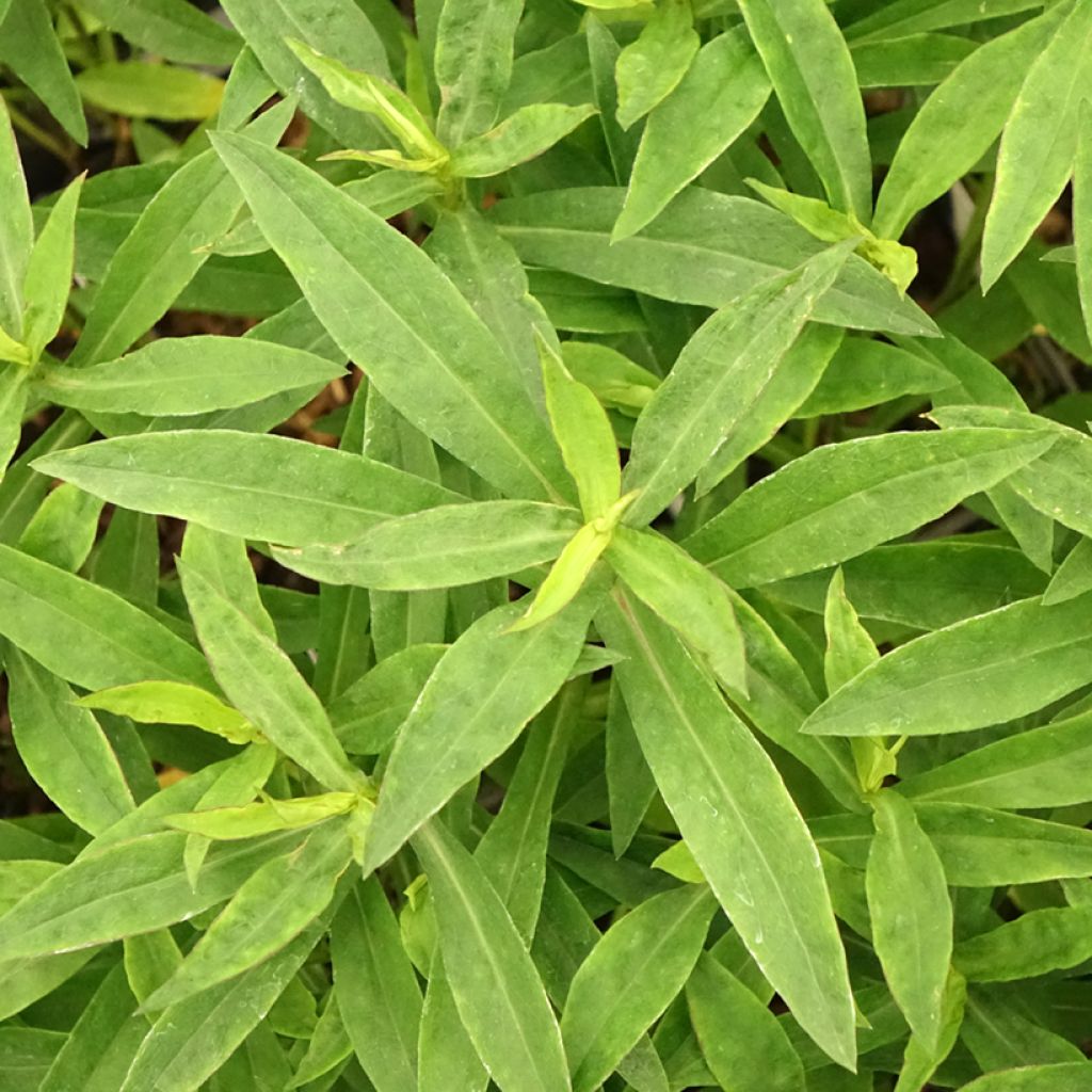 Aster dumosus Anneke - Aster nain