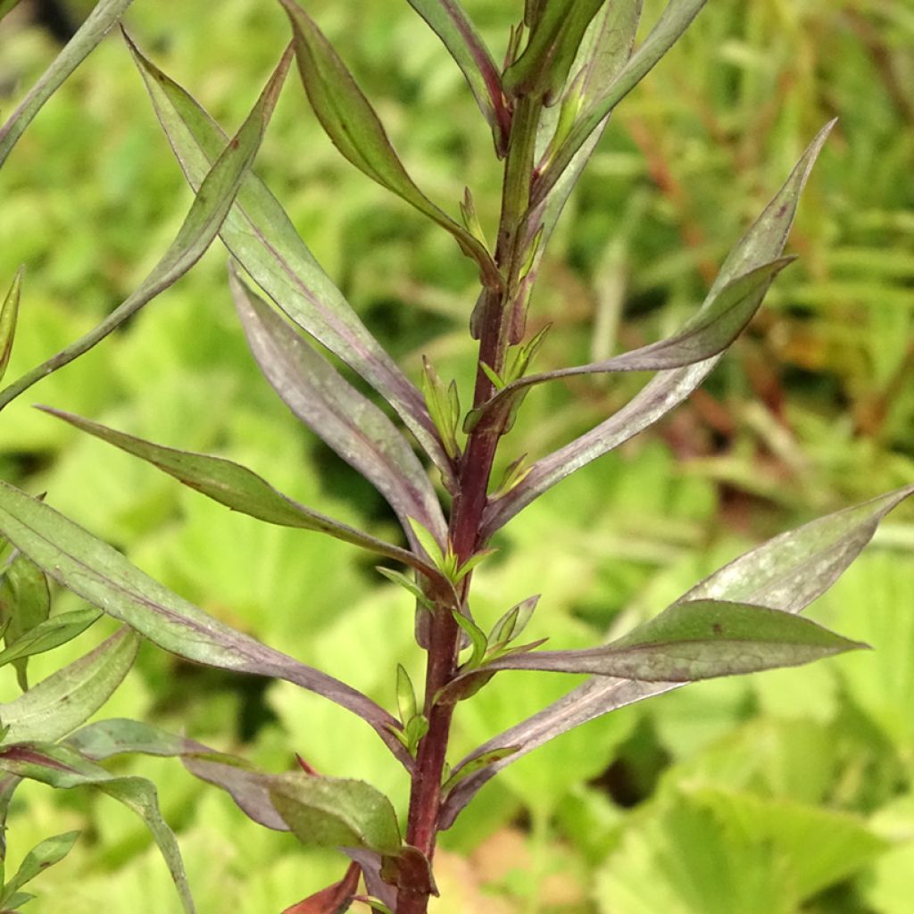 Aster dumosus Neron