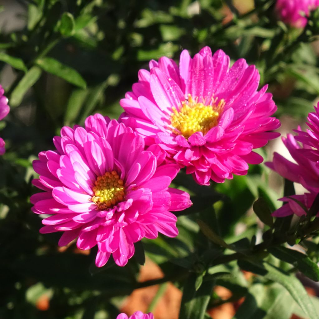 Aster dumosus Starlight - Aster nain d’automne