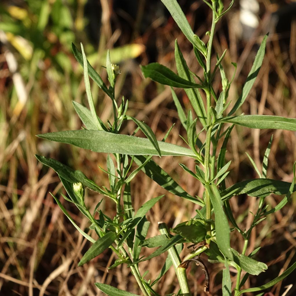 Aster ericoides Schneegitter - Aster fausse-bruyère