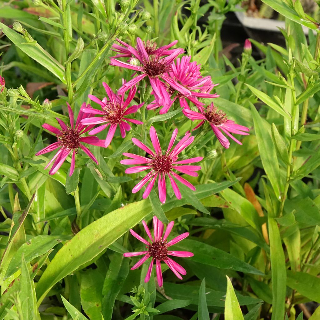 Aster novi-belgii Crimson Brocade - Aster grand d'automne