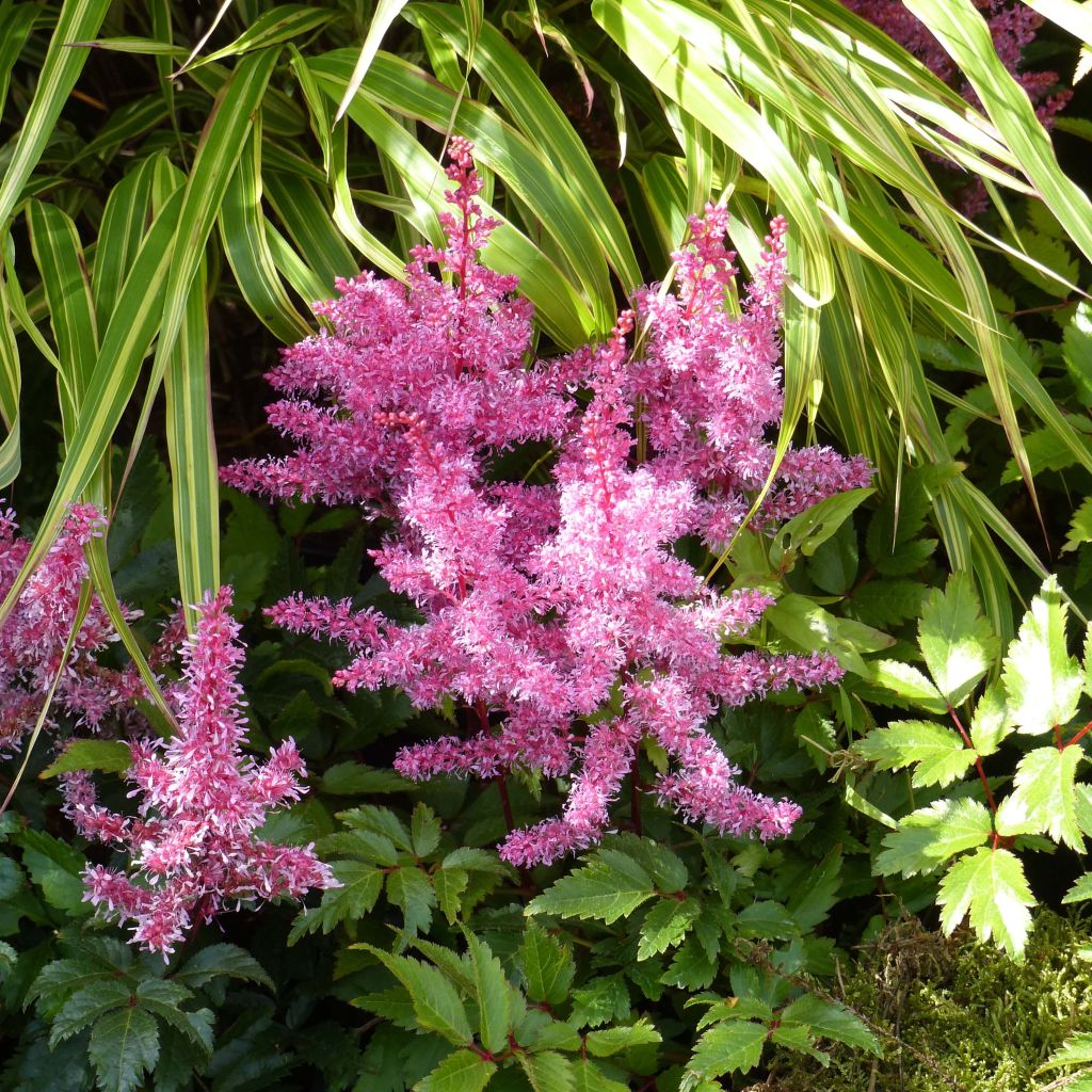 Astilbe Younique® Red (Ruby Red)