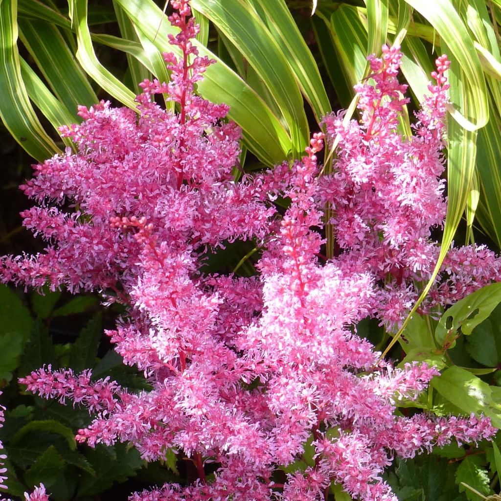 Astilbe Younique® Red (Ruby Red)
