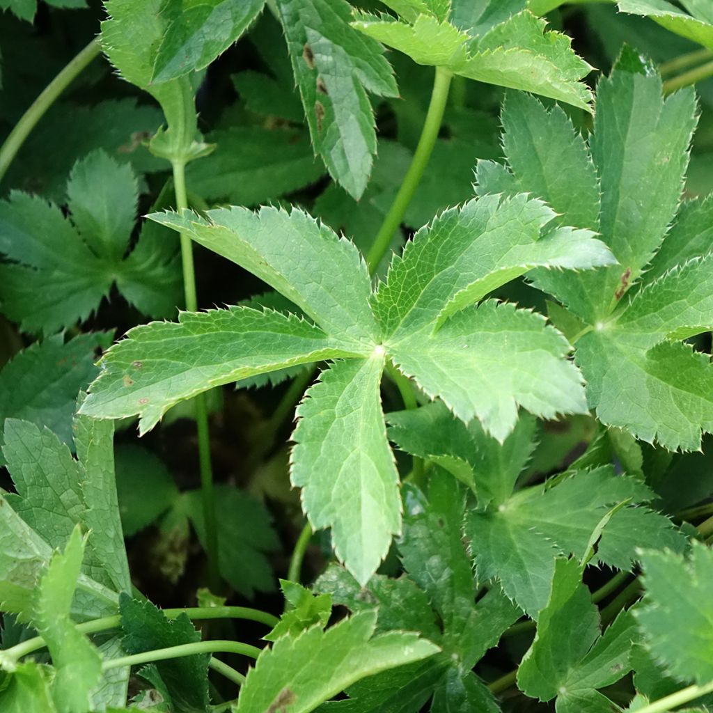Astrance - Astrantia major Florence