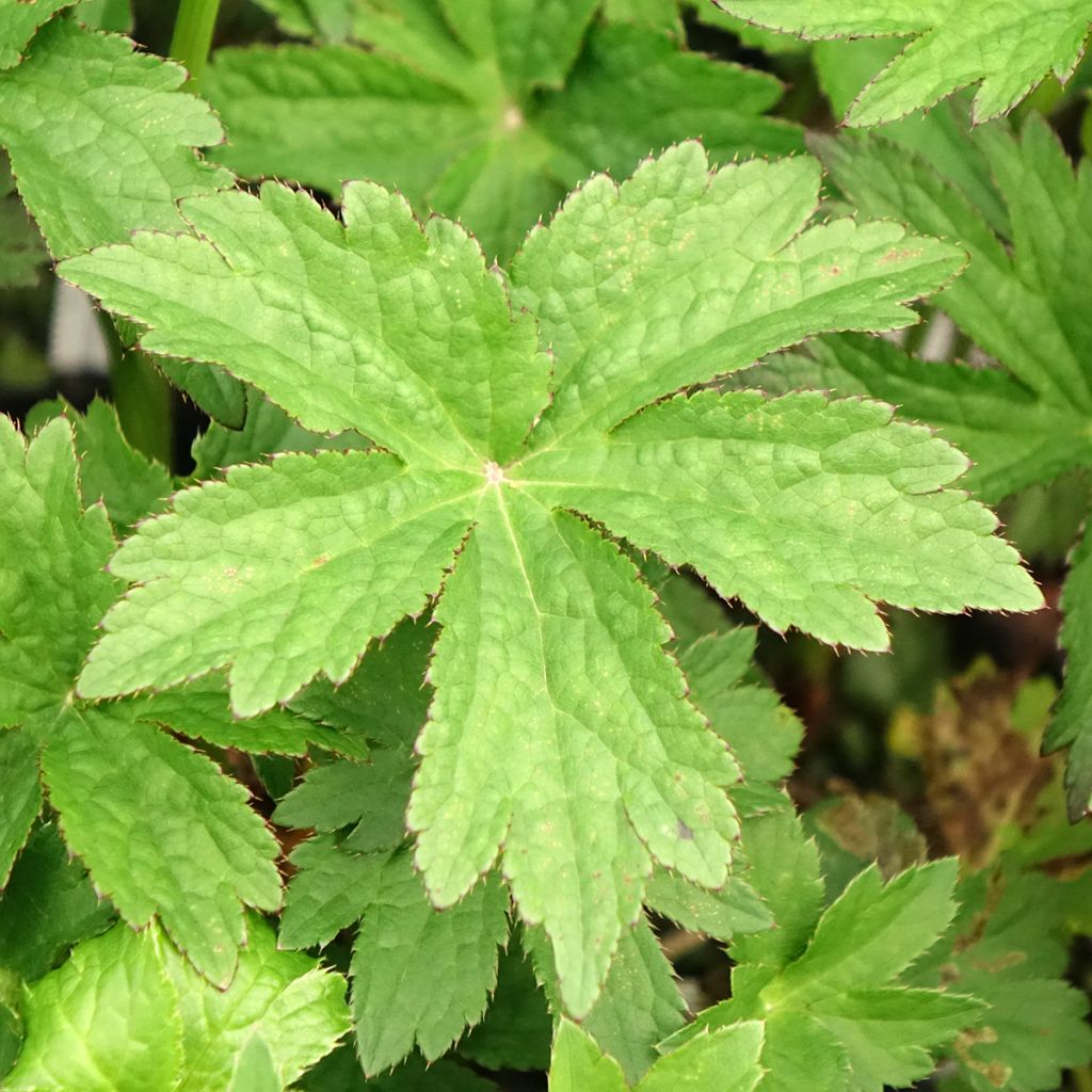 Astrance - Astrantia major Primadonna