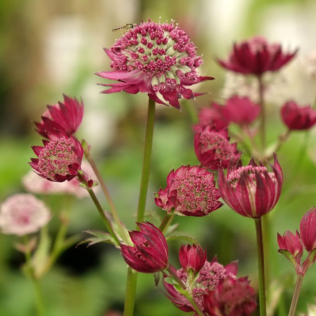 Astrance - Astrantia major Rubra