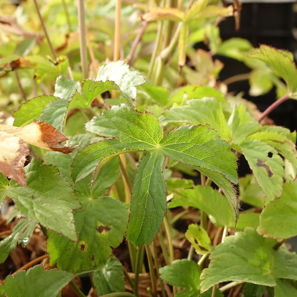 Astrantia major Cerise Button - Grande astrance