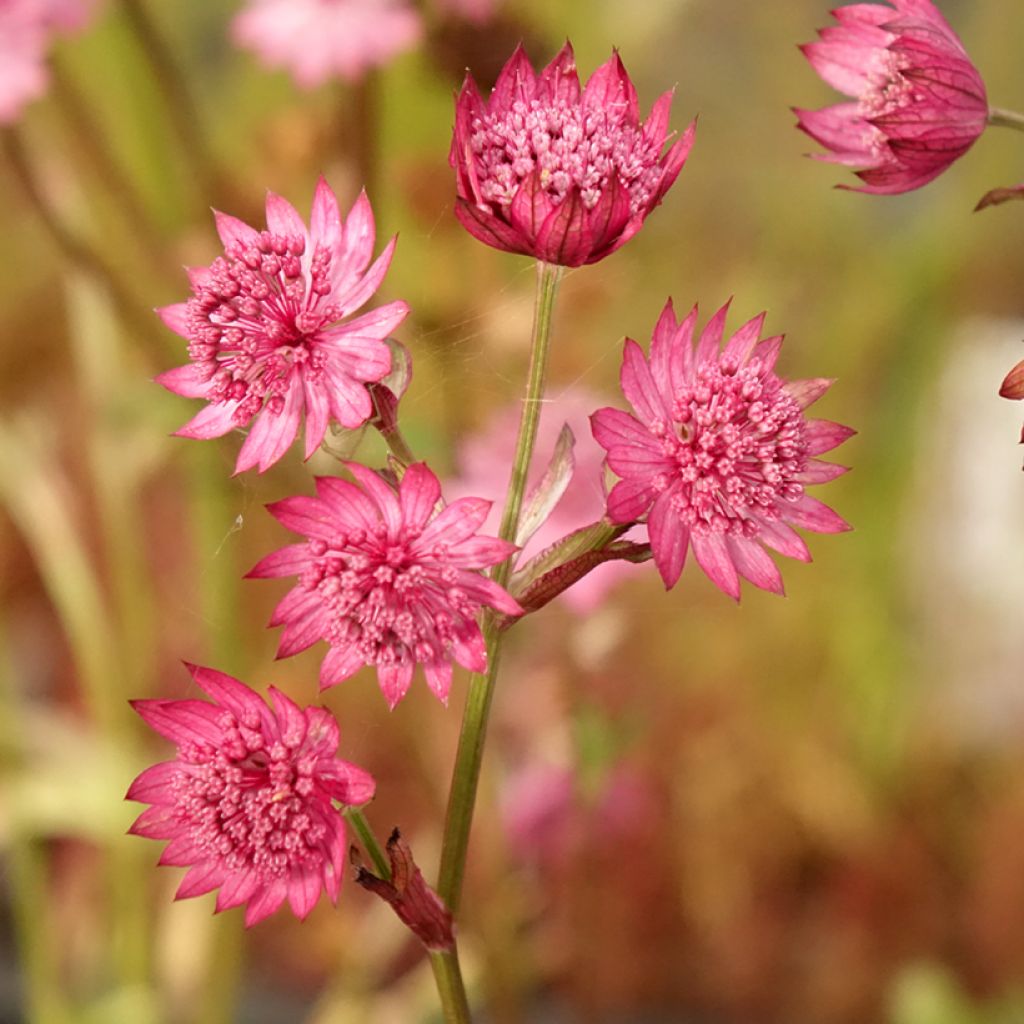 Astrantia major Cerise Button - Grande astrance