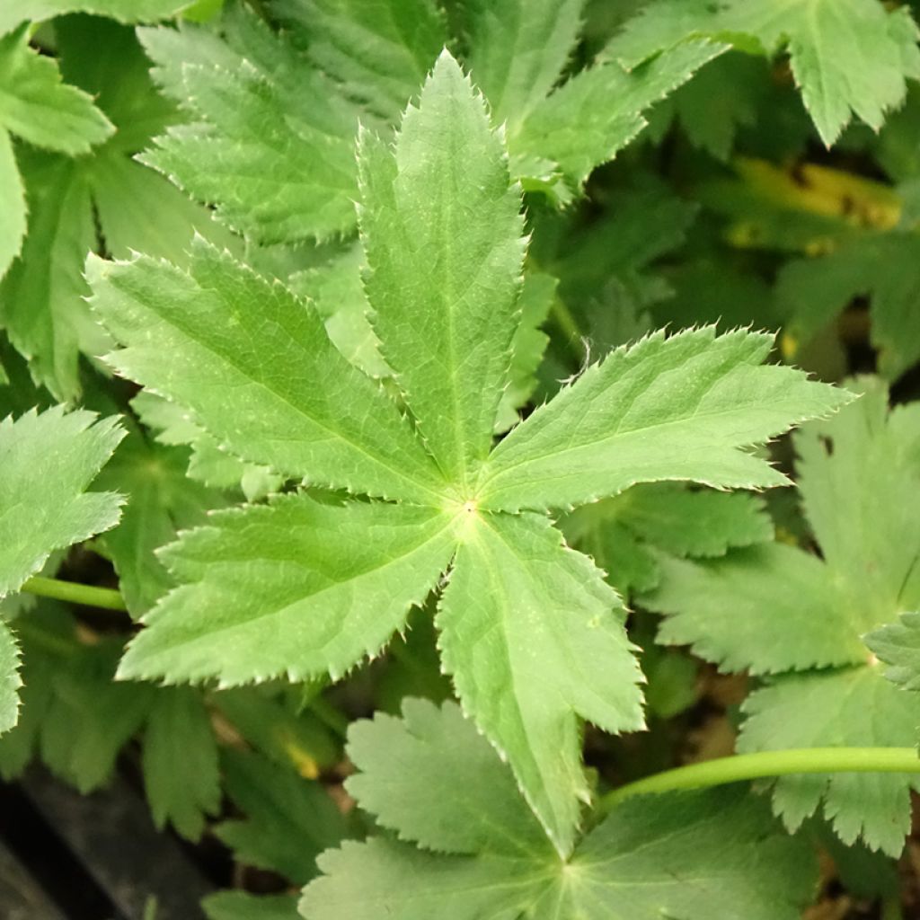 Astrantia major - Grande Astrance 
