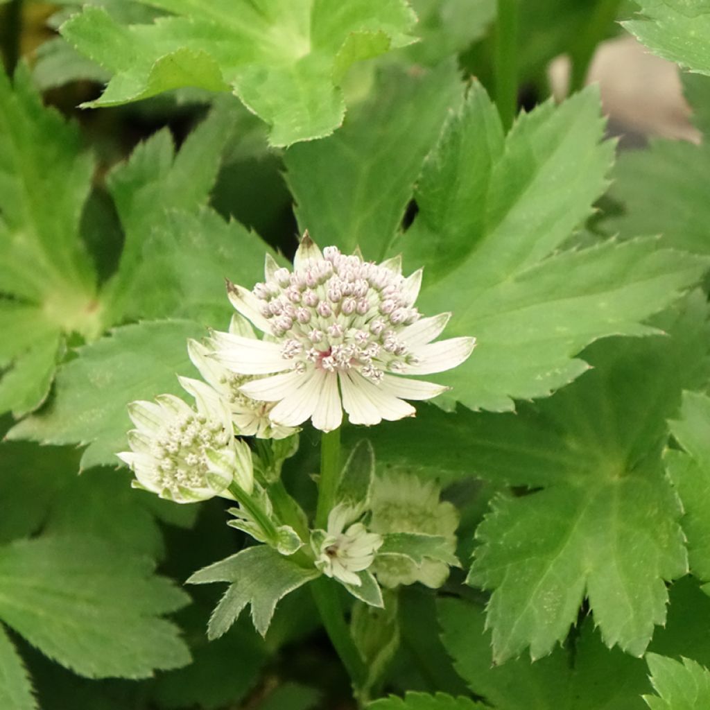 Astrantia major - Grande Astrance 