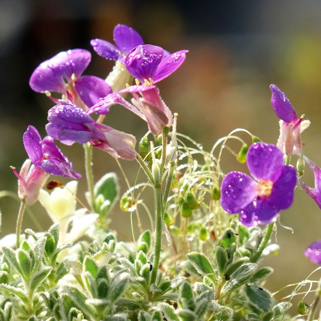 Aubriète Silberrand - Aubrieta