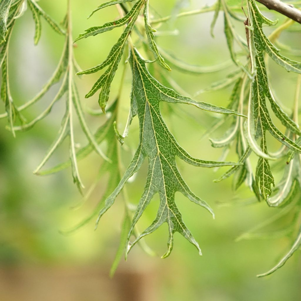 Aulne glutineux - Alnus glutinosa Imperialis