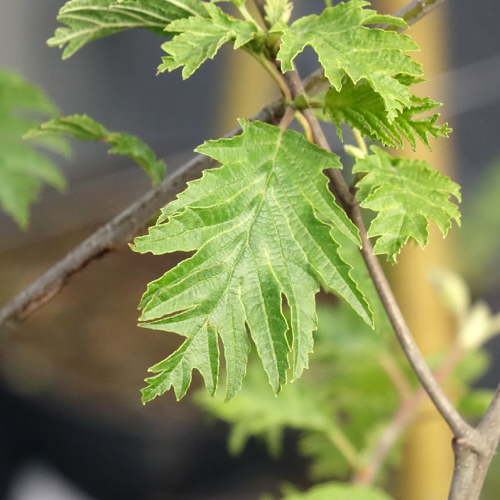Aulne glutineux - Alnus glutinosa Laciniata