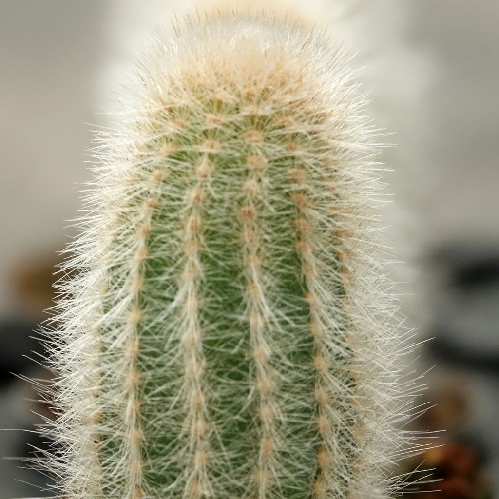 Austrocephalocereus dybowskii - Cactus-cierge laineux