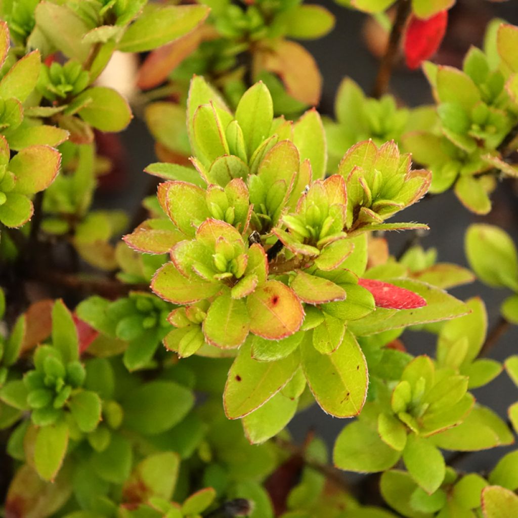 Azalée japonaise - Azalea japonica Arabesk