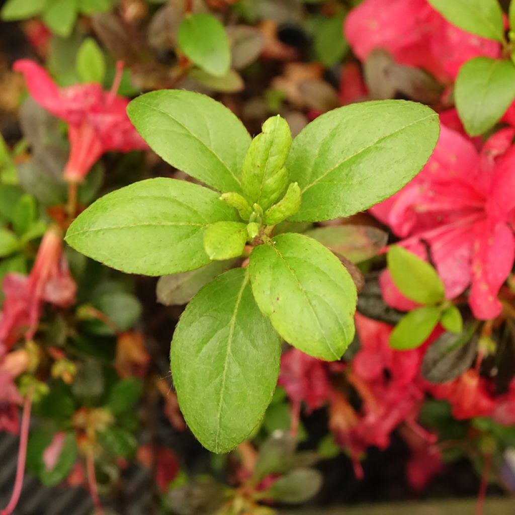 Azalée japonaise - Azalea japonica Manuska