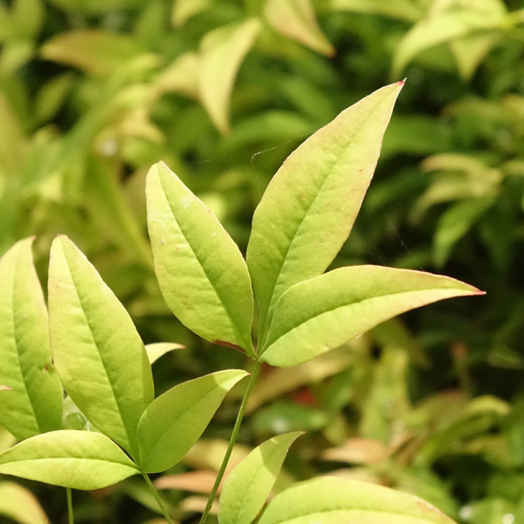 Bambou sacré - Nandina domestica Moon Bay
