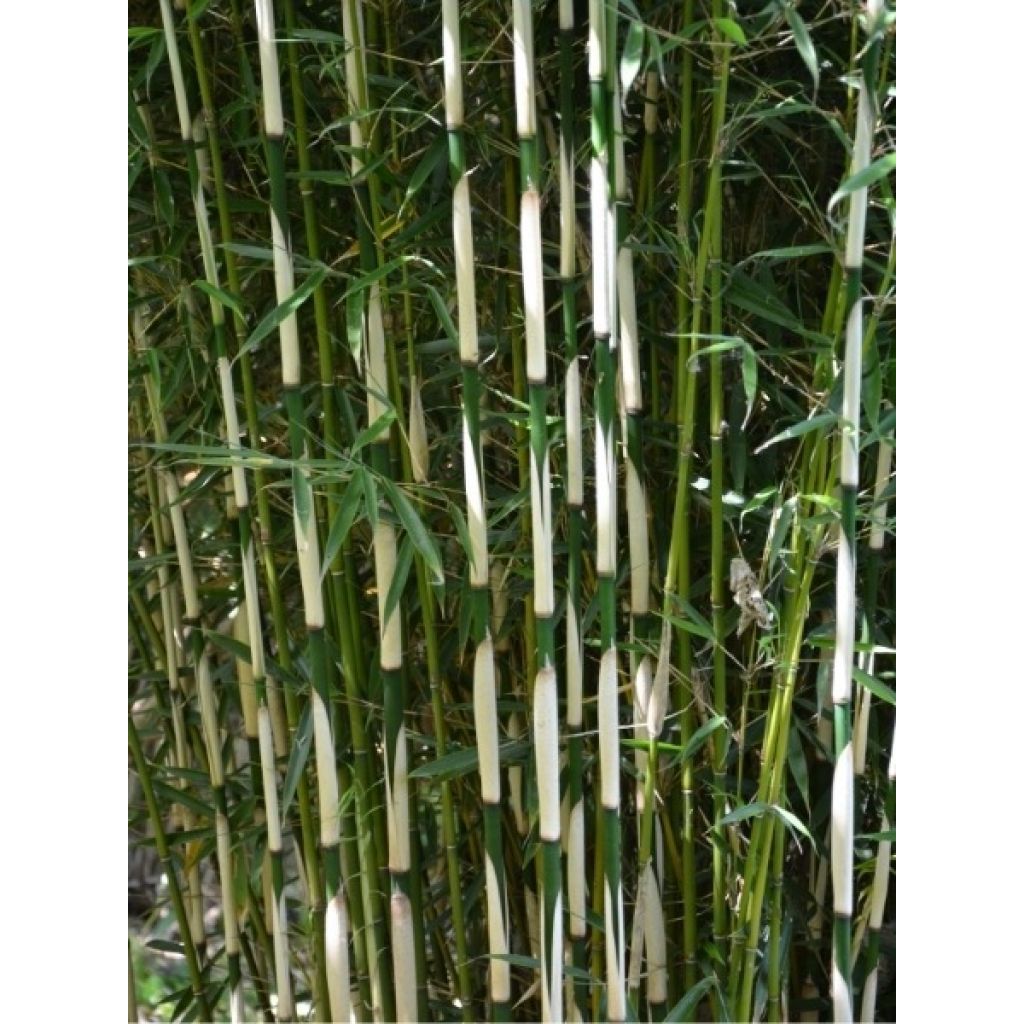 Fargesia robusta Campbell - Bambou non traçant