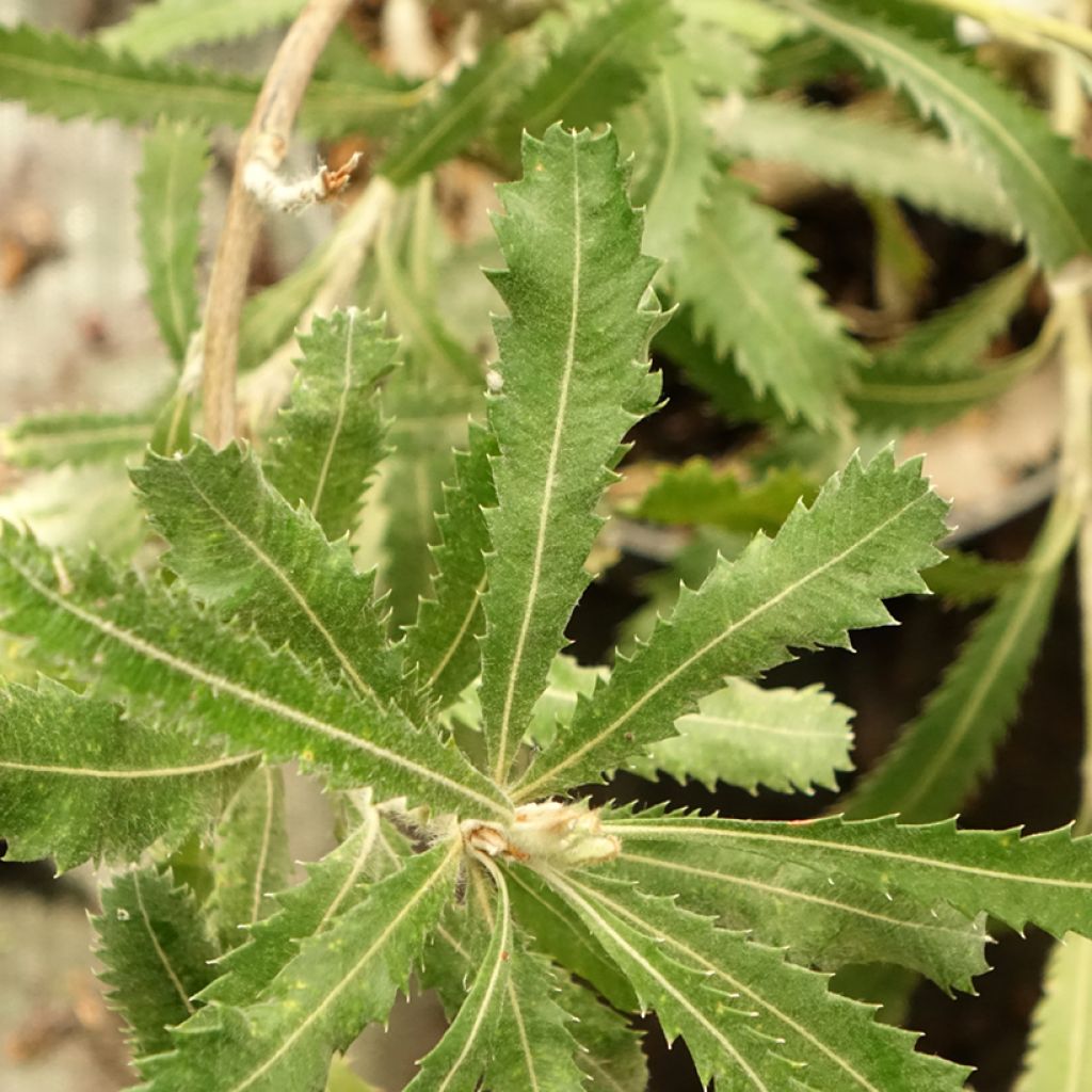 Banksia serrata