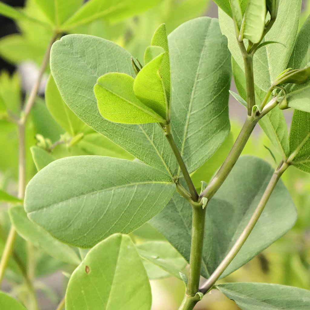 Baptisia albescens ex Pink Form - Lupin indigo