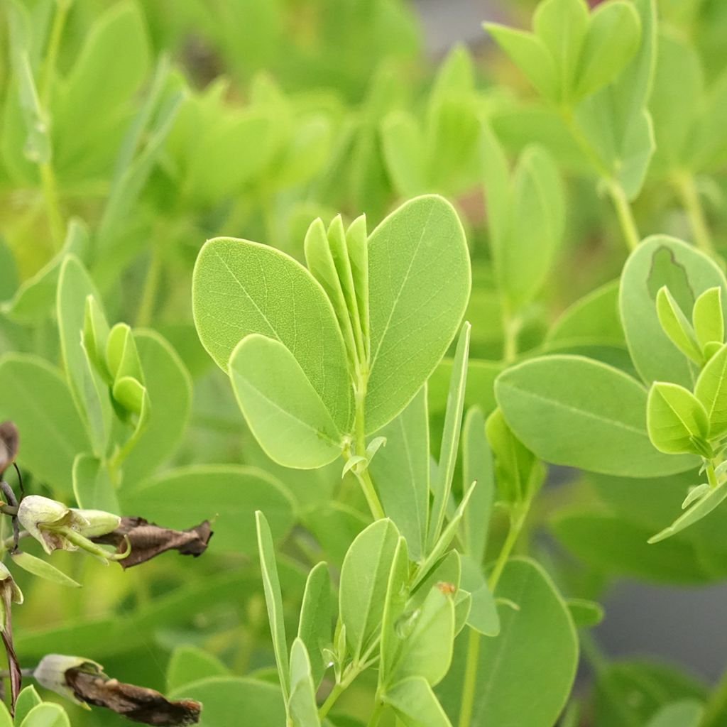 Baptisia australis minor Dark Blue - Lupin indigo