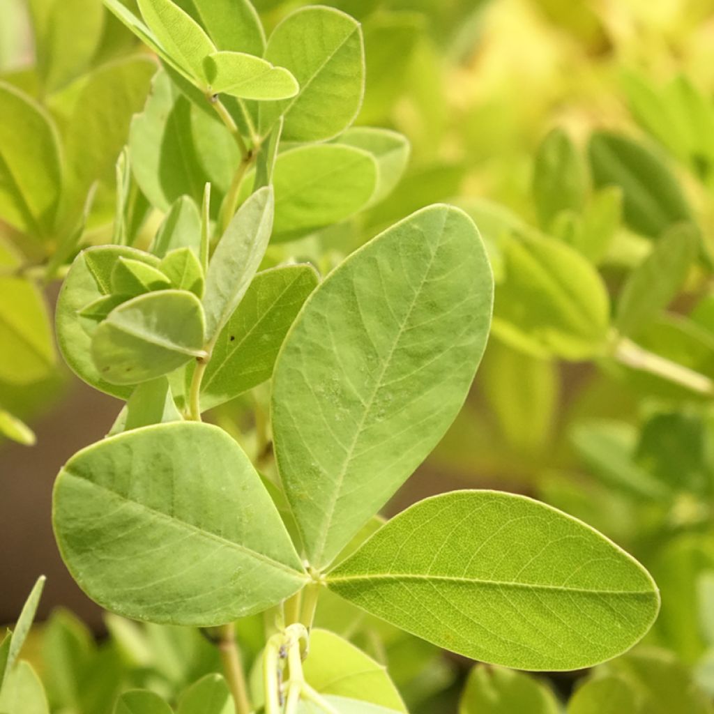 Baptisia pendula alba - Faux indigo blanc