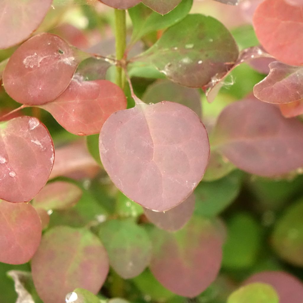 Berberis thunbergii Atropurpurea - Epine-vinette