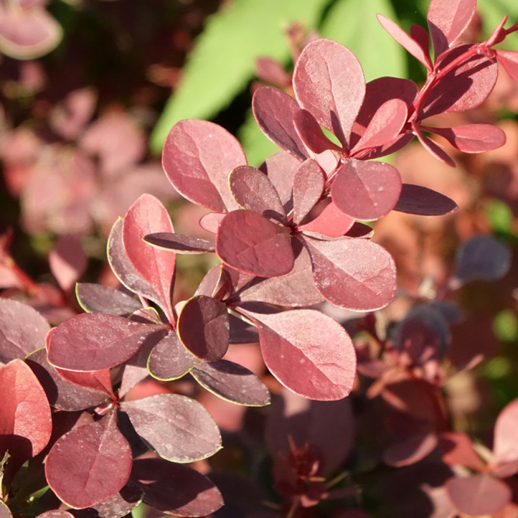 Berberis thunbergii Atropurpurea - Epine-vinette