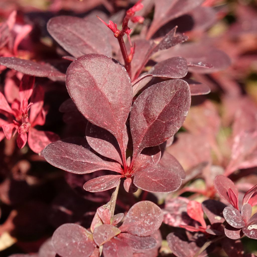 Berberis thunbergii Flamingo - Epine-vinette