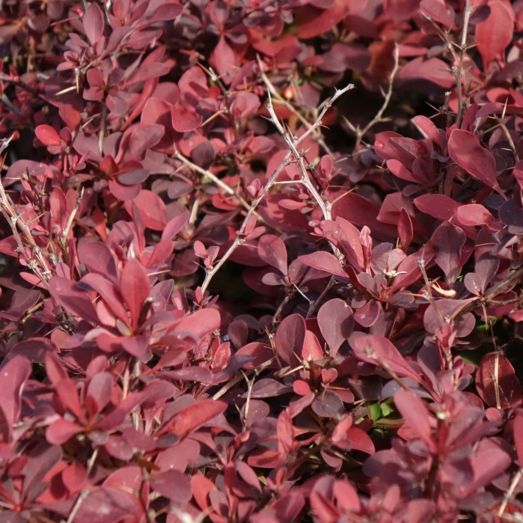 Berberis thunbergii Golden Ring - Epine-vinette