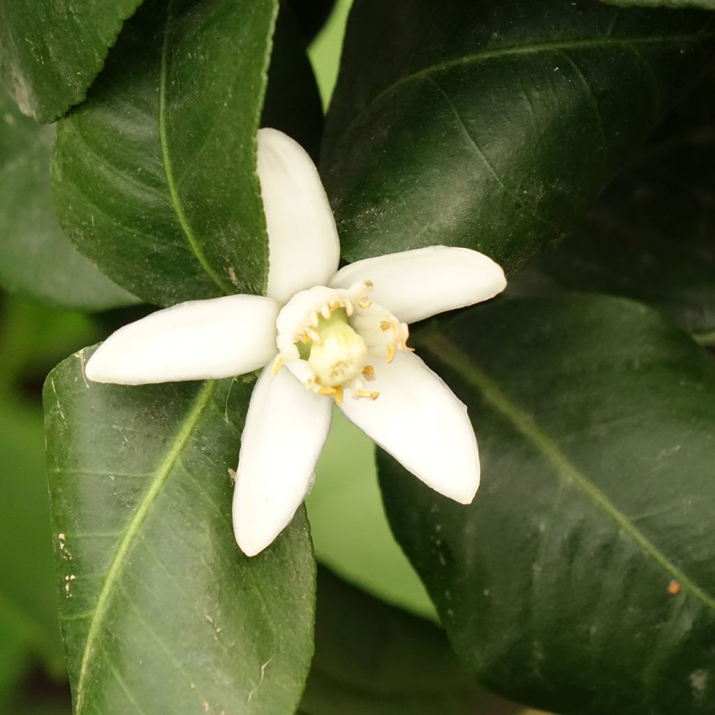 Bergamote - Citrus bergamia