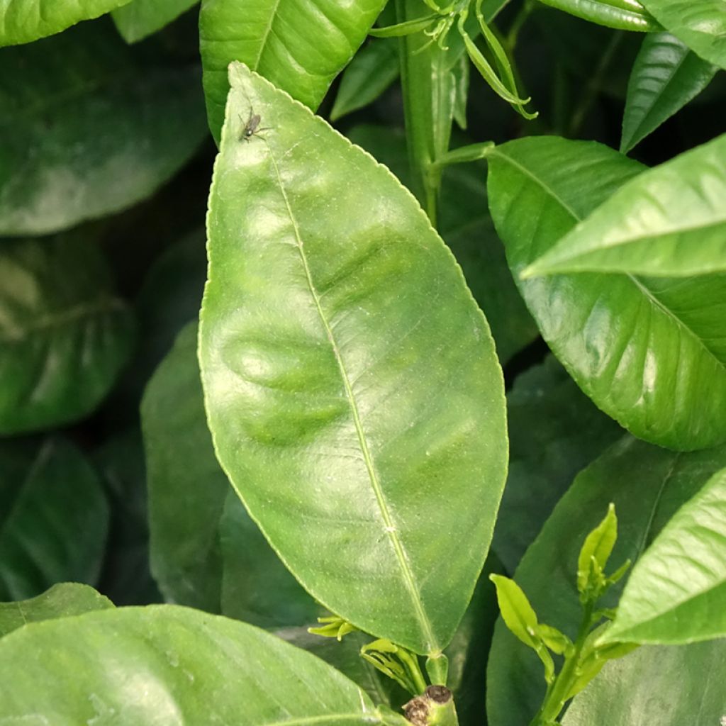 Bergamote - Citrus bergamia