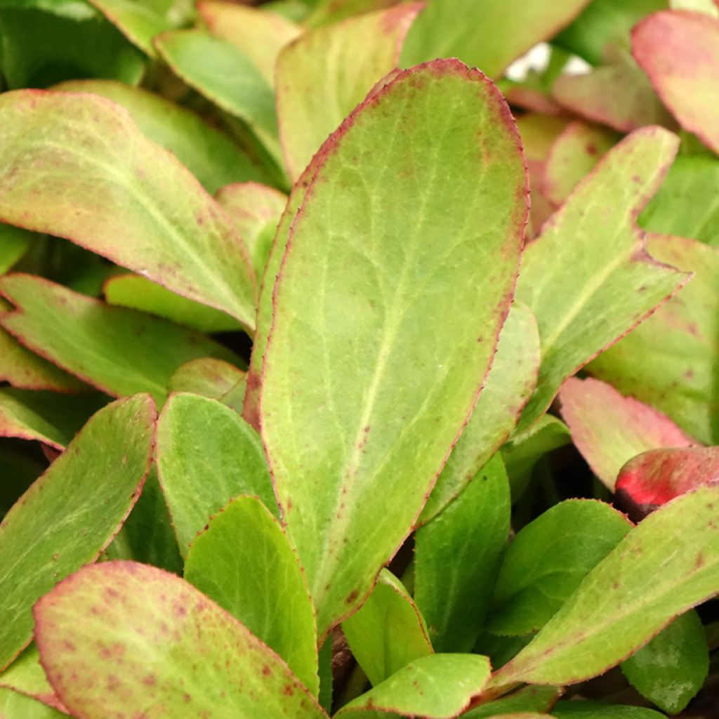 Bergénia Bach - Plante des savetiers