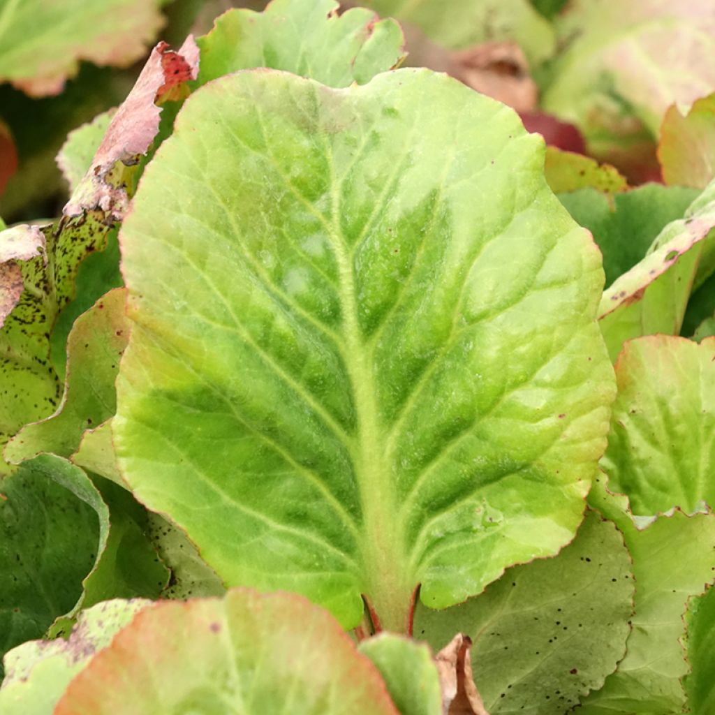 Bergenia Eden's Magic Giant - Plante des savetiers