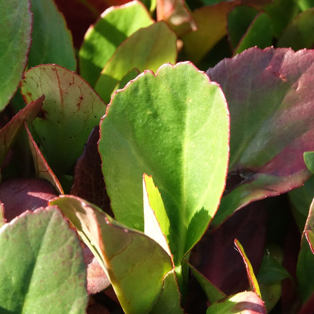 Bergenia Flirt - Plante des savetiers