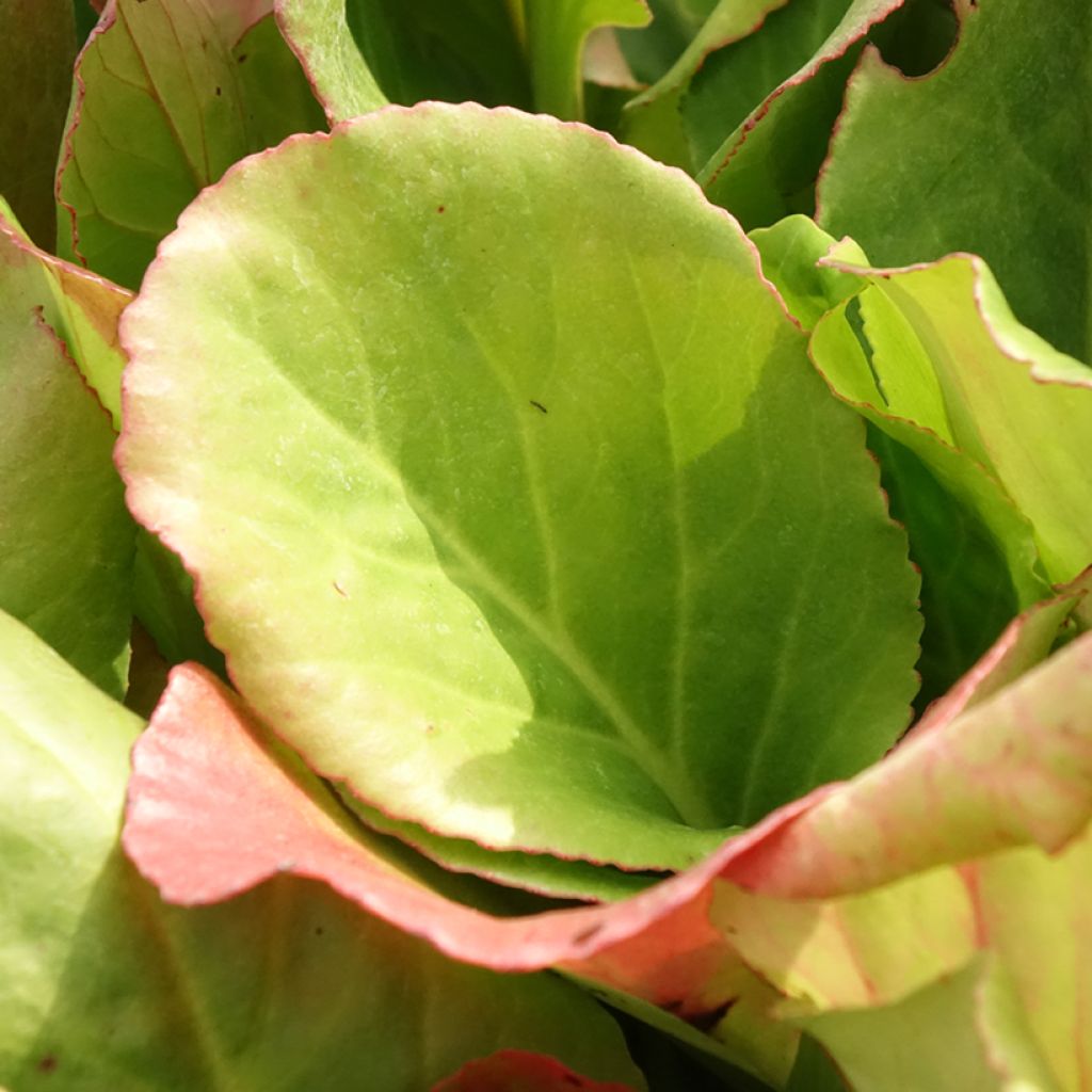 Bergenia purpurascens - Plante des savetiers