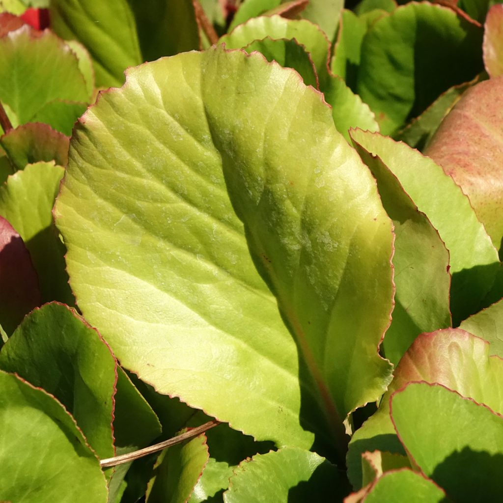 Bergénia Winterglut