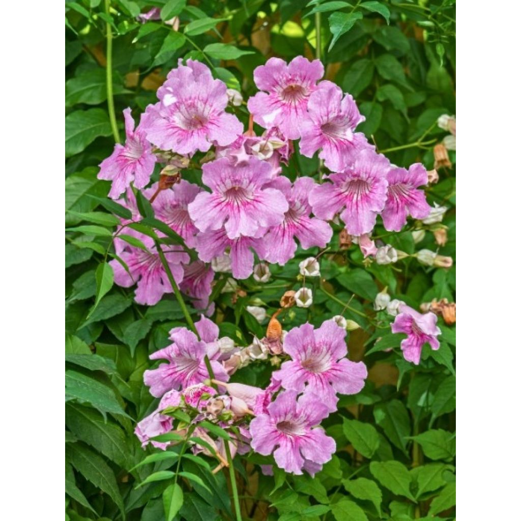 Podranea ricasoliana - Bignone rose
