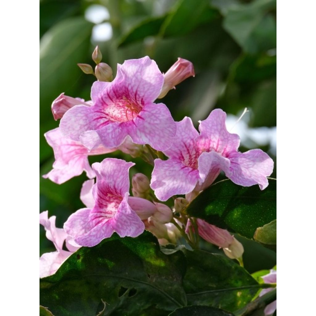 Podranea ricasoliana - Bignone rose