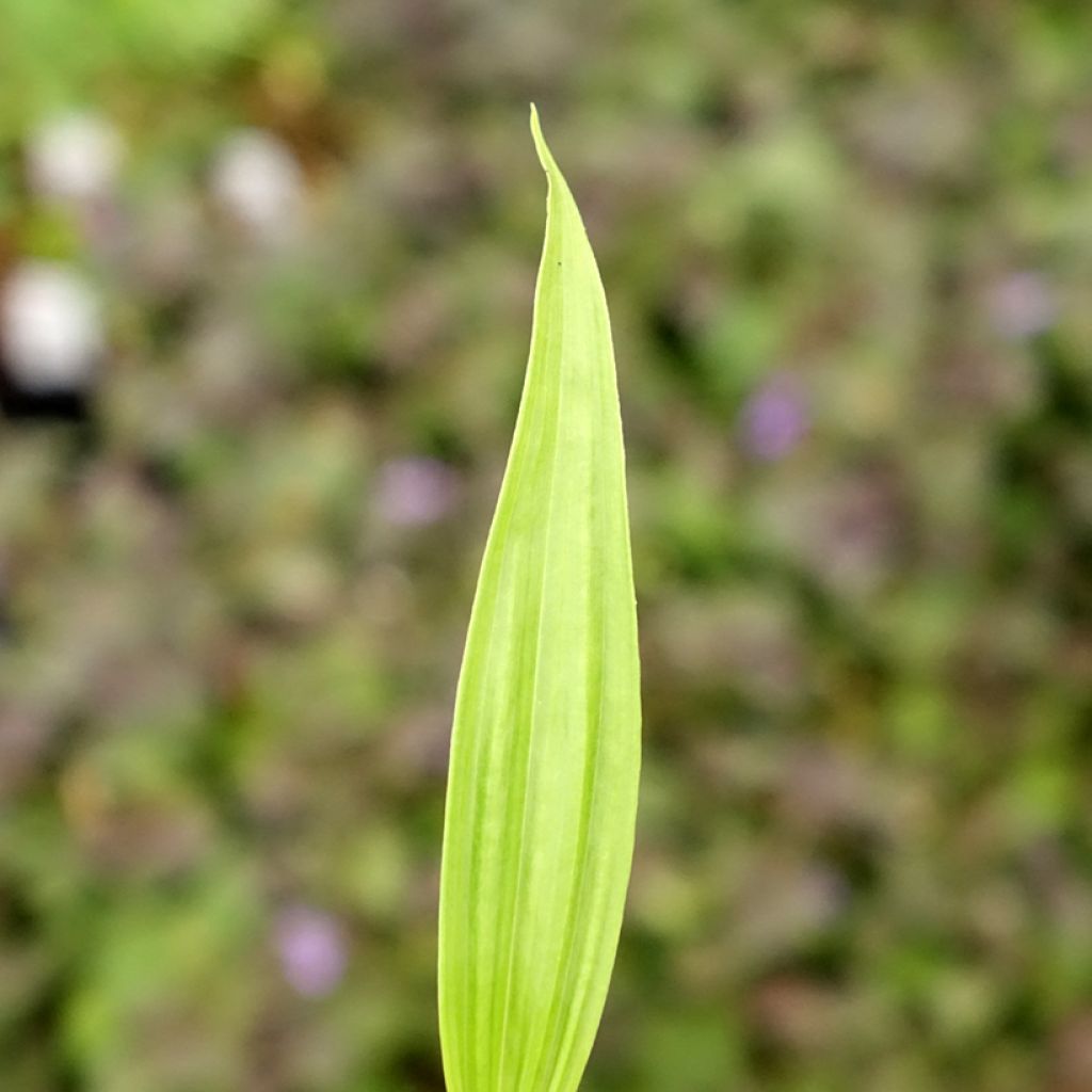 Bletilla ochracea - Bletilla ochracée