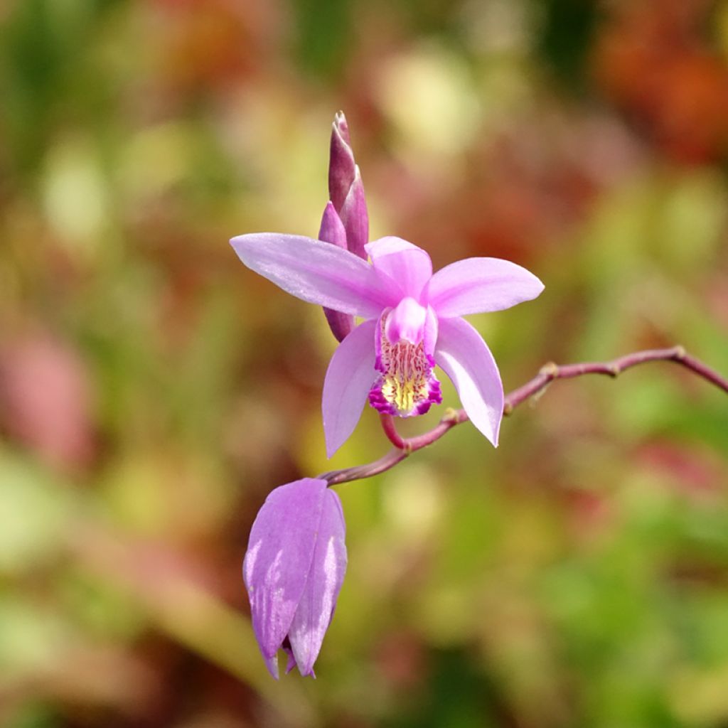 Bletilla Penway Paris - Orchidée jacinthe