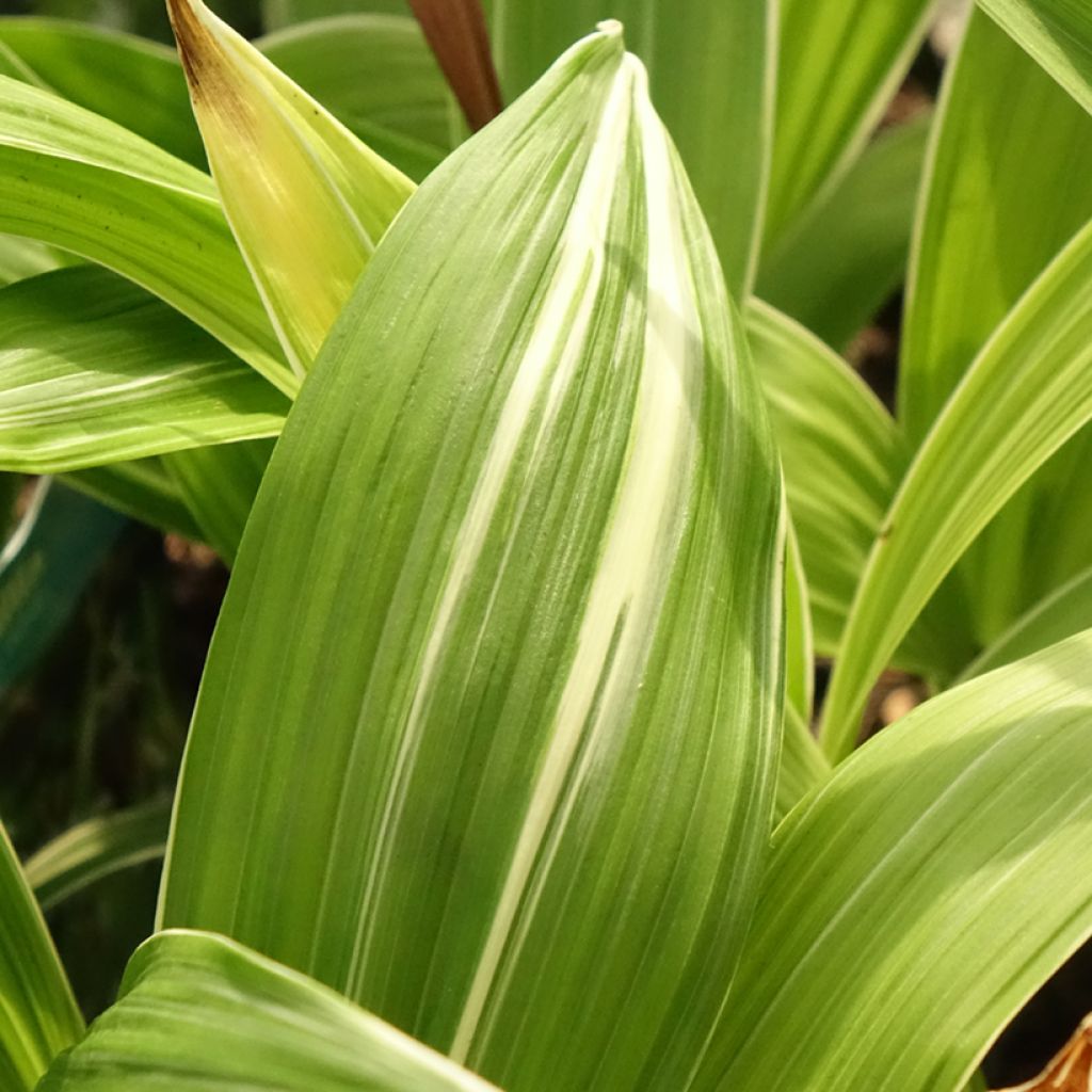 Bletilla striata Alba - Orchidée jacinthe Blanche 