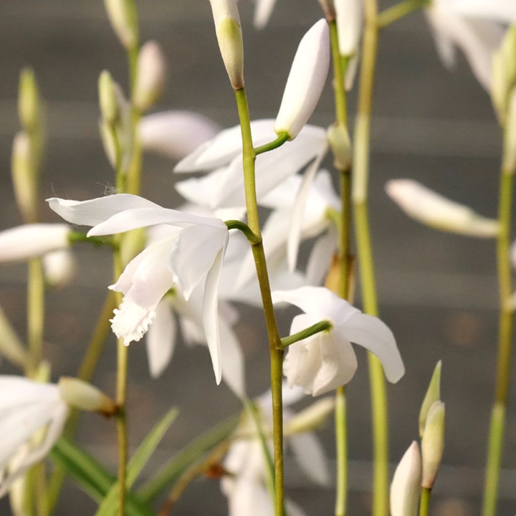 Bletilla striata Alba - Orchidée jacinthe Blanche 