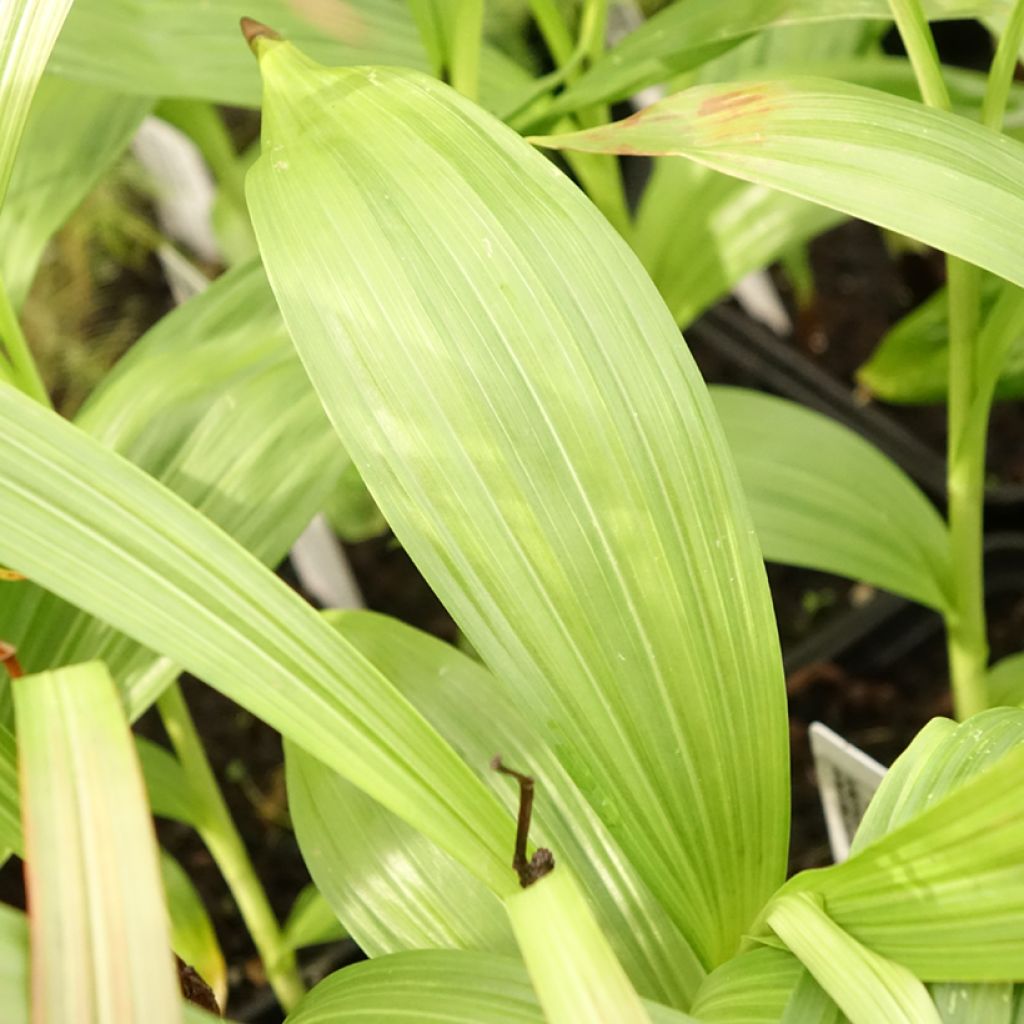 Bletilla striata Alba - Orchidée jacinthe Blanche 