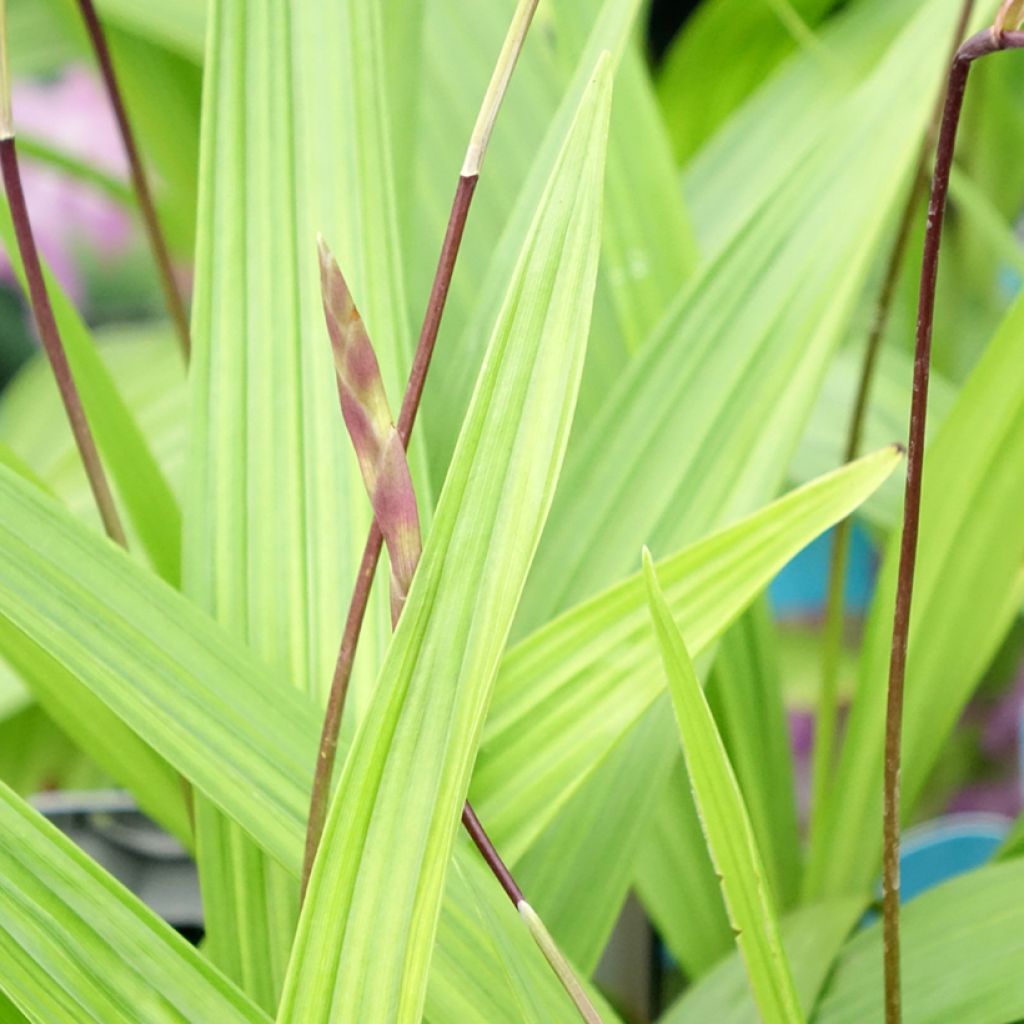 Bletilla striata - Orchidée jacinthe