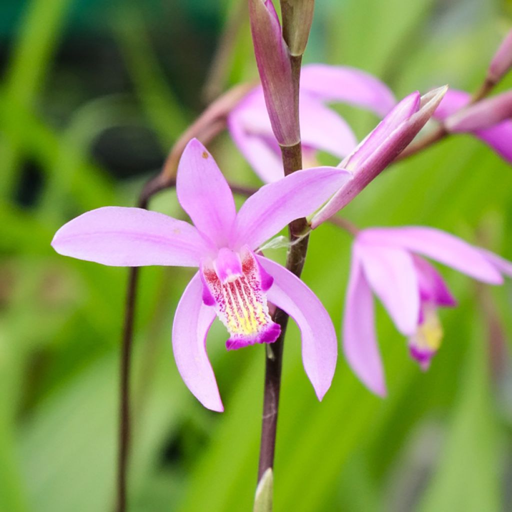 Bletilla striata - Orchidée jacinthe