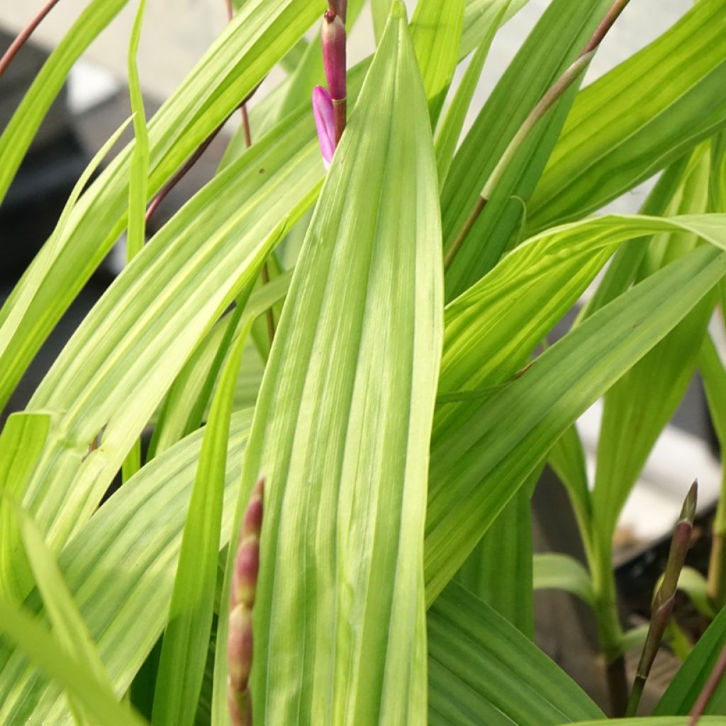 Bletilla striata Purple - Orchidée jacinthe