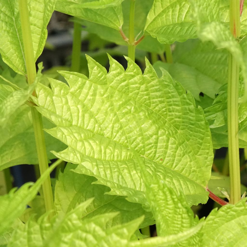 Boehmeria sieboldiana - Ortie de Chine